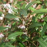 Eristalis interrupta (puntbijvlieg) op sarcococca