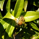 Honingbij op sarcococca var. humilis