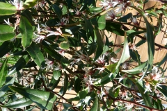 Honingbij op sarcococca