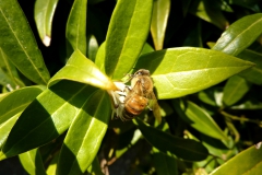 Honingbij op sarcococca var. humilis