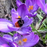 Steenhommelkoningin in boerenkrokus