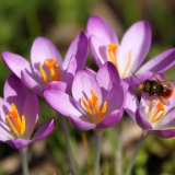 Hommel in krokus