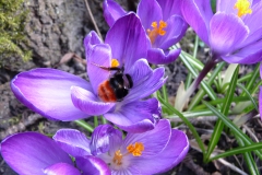 Steenhommelkoningin in boerenkrokus