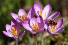 Hommel in krokus