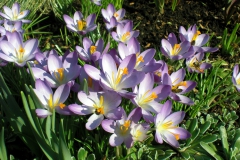 Honingbijen op krokus