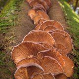 Paddenstoelen op boom