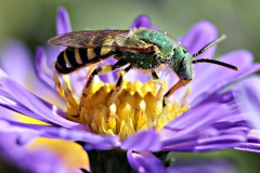 Nectar drinkende solitaire bij