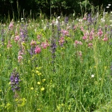 Ruderaal bloemenmengsel