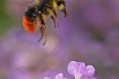 Steenhommel