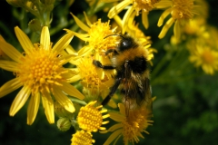 Tuinhommel