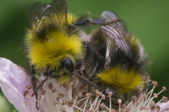 Weidehommel