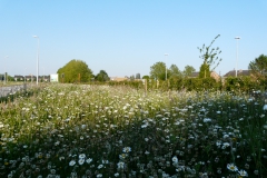 Bloemenweide clementwijk Sint-Niklaas