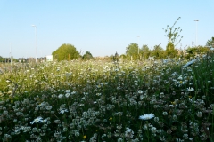 Bloemenweide clementwijk Sint-Niklaas