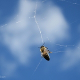 Honingbij in spinnenweb