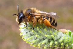 Grasbij met stuifmeel