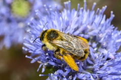 Pluimvoetbij met stuifmeel