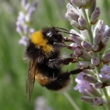 Hommel op lavendel