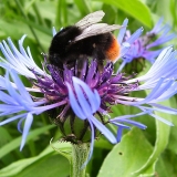 Hommel op korenbloem