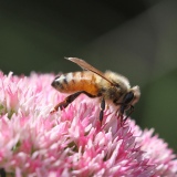 Honingbij op sedum