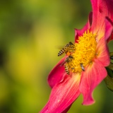 Honingbijen en solitaire bij op dahlia