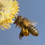 Honingbij op wilgenkatje