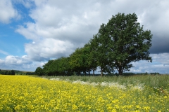 Koolzaadveld