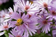 Honingbij op aster