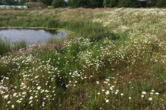Bloemenweide rond vijver
