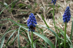Metselbijtje op Muscari