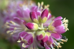 Bijtje op Clethra