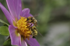 Bijen op dahlia\'s