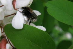 Hommel op valse acacia