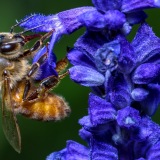 Honingbij drinkt nectar
