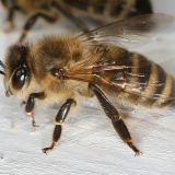 Carnica honingbij