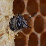 Geboorte van een honingbij