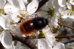 Hommel op sleedoorn