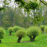 pollarded-willows-366165_1920 - cocoparisienne -  CC0 Public Domain