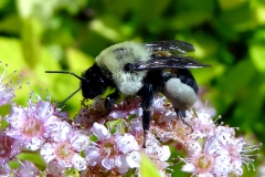 Niet inheemse hommel, maar mooi korfje!
