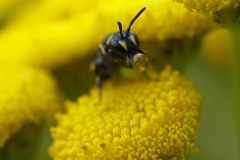 Maskerbij met nectar