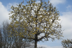 Cornus mas kubus op stam - www.leiboom.nl