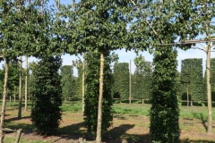 Cornus mas leischerm - www.leiboom.nl