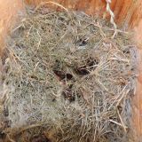 1024px-Bumblebee_(Bombus_hypnorum)_nest_in_birdbox_infested_with_wax_moth_larvae_(Aphomia_sociella),_Sandy,_Bedfordshire._(9276935608)