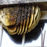 Wildbouw bijenraat