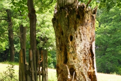 Oude boom met nestplaatsen