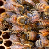Varroamijten op honingbijen