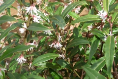Eristalis interrupta (puntbijvlieg) op sarcococca