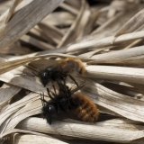 Osmia mannetje probeert te paren met vrouwtje