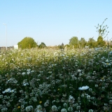 Bloemenweide clementwijk Sint-Niklaas