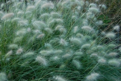Bloemloze siergrassenbeplanting