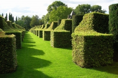 Bloemloze wintergroene tuin